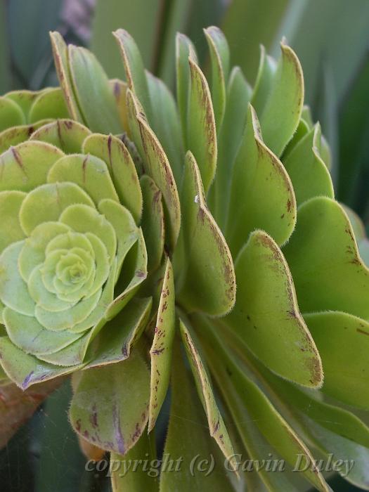 Succulents, Melbourne Botanic Gardens IMGP1002.JPG